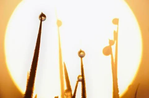 Dew Drops on Grass Stock Photos