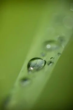 Dew drops on grass Stock Photos