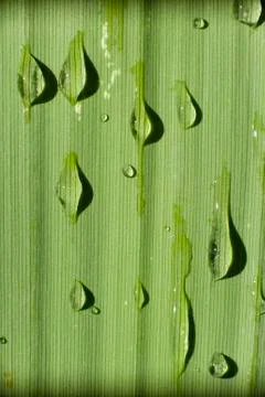 Dew drops on grass Stock Photos