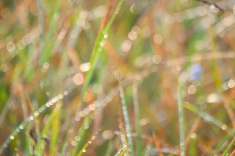 Dew drops on grass. Stock Photos