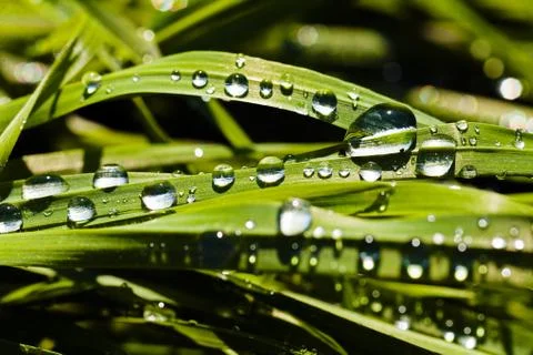 Dew drops on the grass Stock Photos