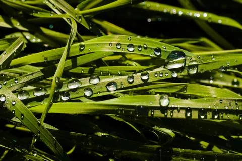 Dew drops on the grass Stock Photos