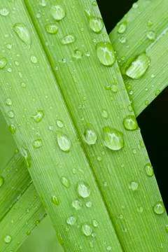 Dew drops on grass Stock Photos