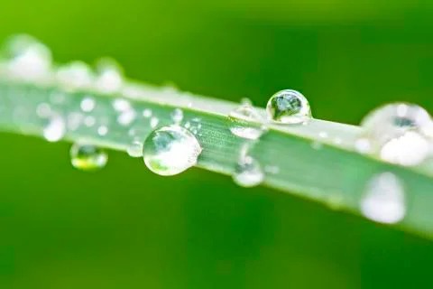 Dew drops on grass Stock Photos