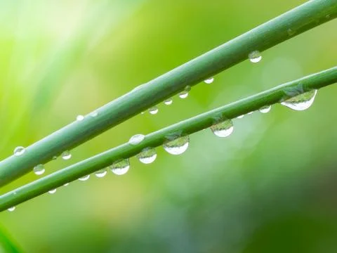 Dew drops on grass Stock Photos