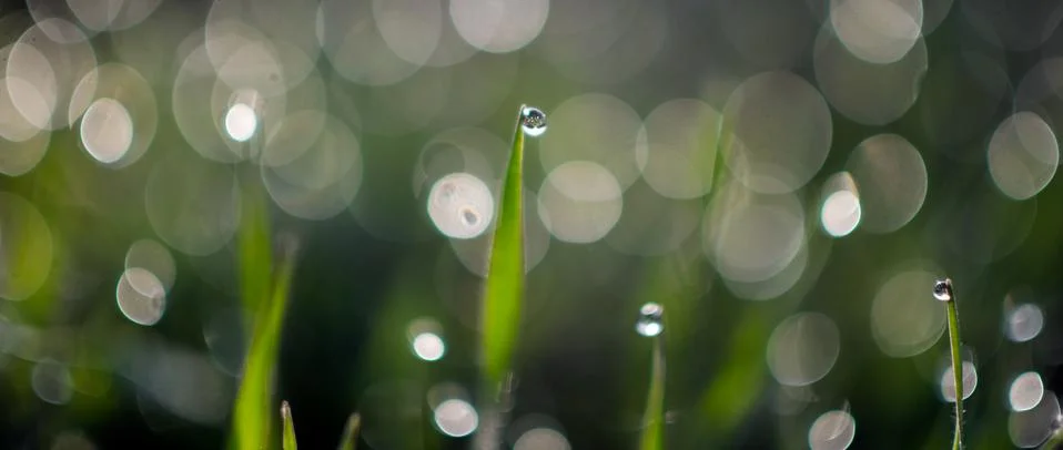 Dew drops on the grass. Stock Photos
