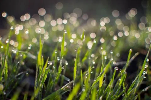 Dew drops on the grass. Stock Photos