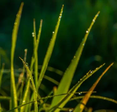 Dew drops on the grass Stock Photos