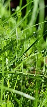 Dew drops on the grass Stock Photos