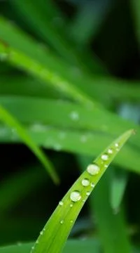 Dew drops on the grass Stock Photos
