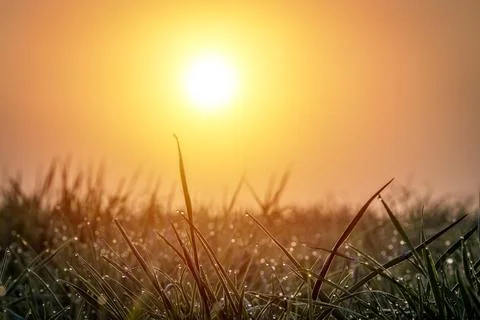 Dew drops on grass Stock Photos