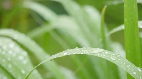 Dew drops on grass. Rain drops on green grass 스톡 동영상 112816181
