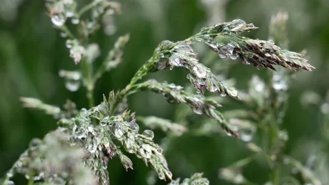 Dew Drops On a Grass. Rainy Days Stock Footage 133137613