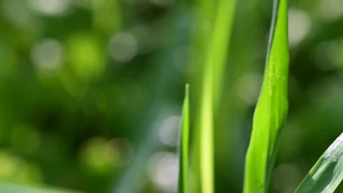 Dew drops on grass in a riverside forest, noise of frogs 스톡 동영상 129589445