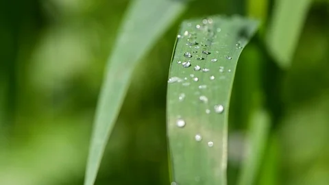 Dew drops on grass in a riverside forest, noise of frogs 库存影片 129589550