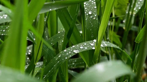 Dew drops on grass in a riverside forest, noise of frogs Stock Footage 129589664