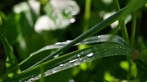 Dew drops on grass in a riverside forest, noise of frogs Vidéo 129589680