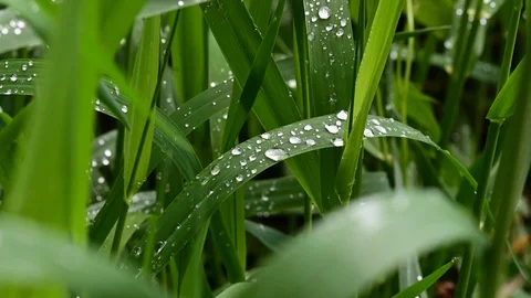 Dew drops on grass in a riverside forest, noise of frogs Stock Footage 129589710