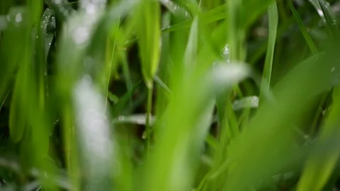 Dew drops on grass in a riverside forest, noise of frogs 스톡 동영상 129589921
