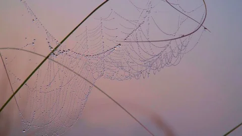 Dew Drops on Grass with Spider Webs in Beautiful Morning Sunlight at Sinrise Stock Footage 98327901