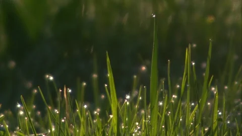 Dew drops on the grass in spring Stock Footage 268015559