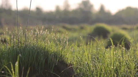 Dew drops on a grass tuft Stock Footage 49687423