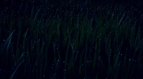 Dew drops on grass,night,shining in the moonlight,panning shot. Stock Footage 48983044
