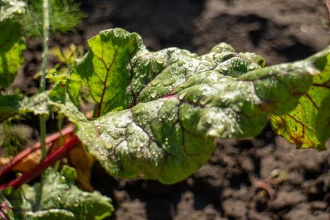 Dew drops on green beet leaf in garden with dark soil background 库存照片