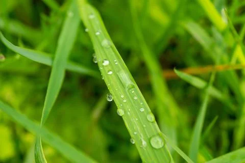 Dew drops on a green blade of grass in the morning sun, close-up, selective f Stock Photos