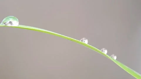 Dew Drops on Green Blade: Macro Video of Water Droplets Stock Footage 315196217