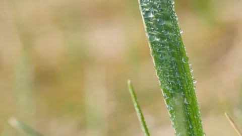 Dew drops on the green, fresh blades of grass. Stockbeeldmateriaal 106259639