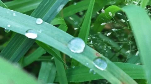 Dew Drops on Green Grass Blades Photos