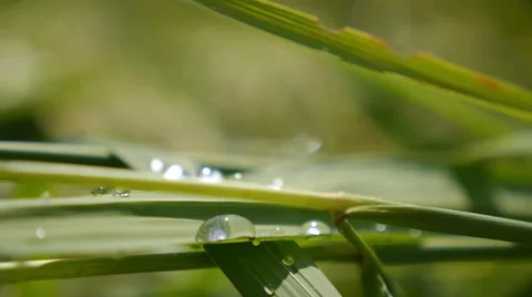 Dew Drops on Green Grass Close Up Stock-Footage 65155486