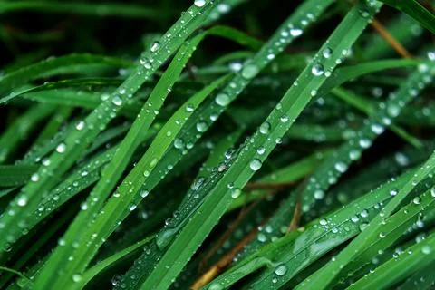 Dew drops on green grass close up Stock Photos