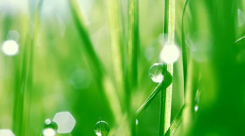 Dew drops on green grass Stock Footage 31740520