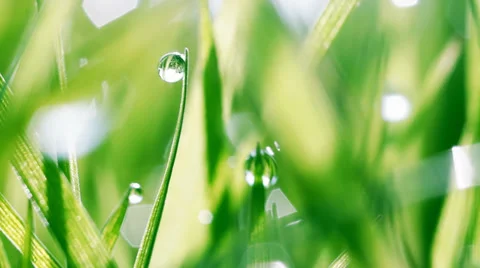 Dew drops on green grass Stock Footage 31740522