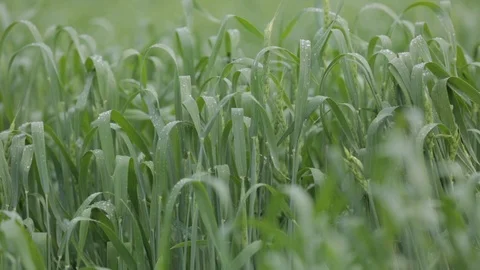 Dew drops on green grass Vídeos de archivo 108417896