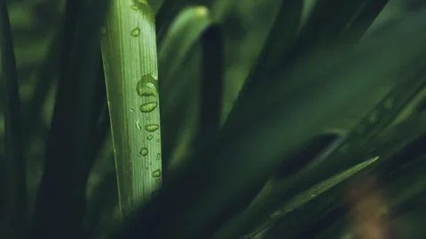 Dew Drops On Green Grass Stock Footage 118048416
