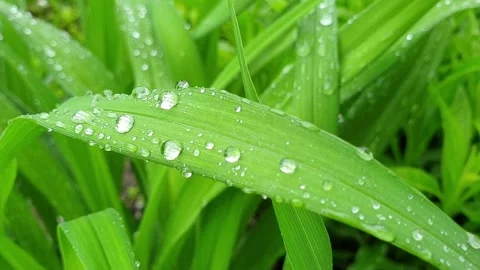 Dew drops on a green grass Stock Footage 132095394