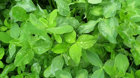 Dew drops on a green grass Stock Footage 132095427