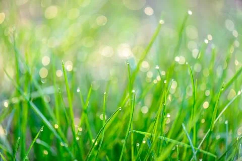 Dew drops on green grass Stock Photos
