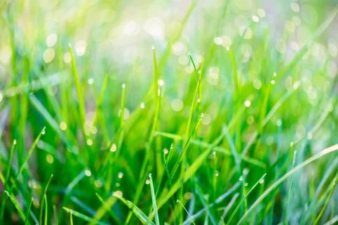 Dew drops on green grass Stock Photos