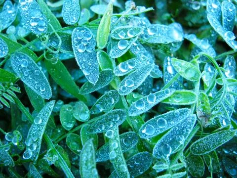 Dew drops on green grass Stock Photos