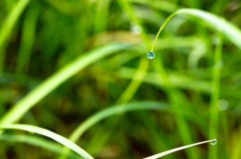 Dew drops on a green grass Stock Photos