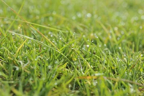 Dew drops on green grass 库存照片