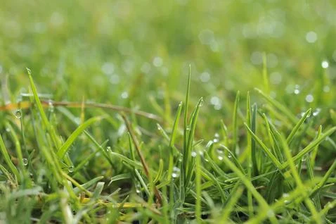 Dew drops on green grass Stock Photos