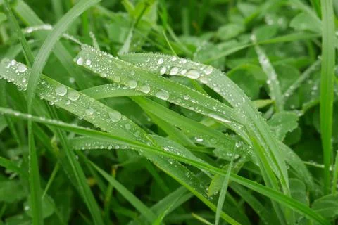 Dew drops on green grass Stock Photos