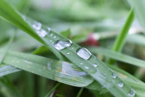 Dew drops on green grass 库存照片