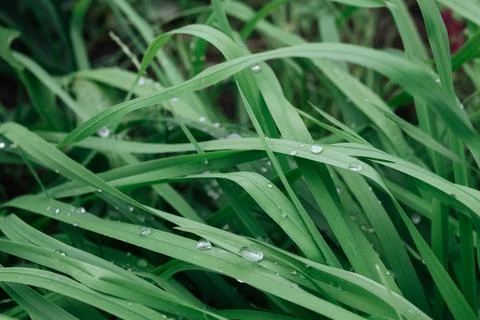 Dew drops on the green grass Stock Photos