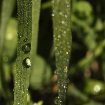 Dew drops on green grass Stock Photos